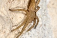La Pisaure admirable. Un juvnile (Araneae - Pisauridae - Pisaura mirabilis)